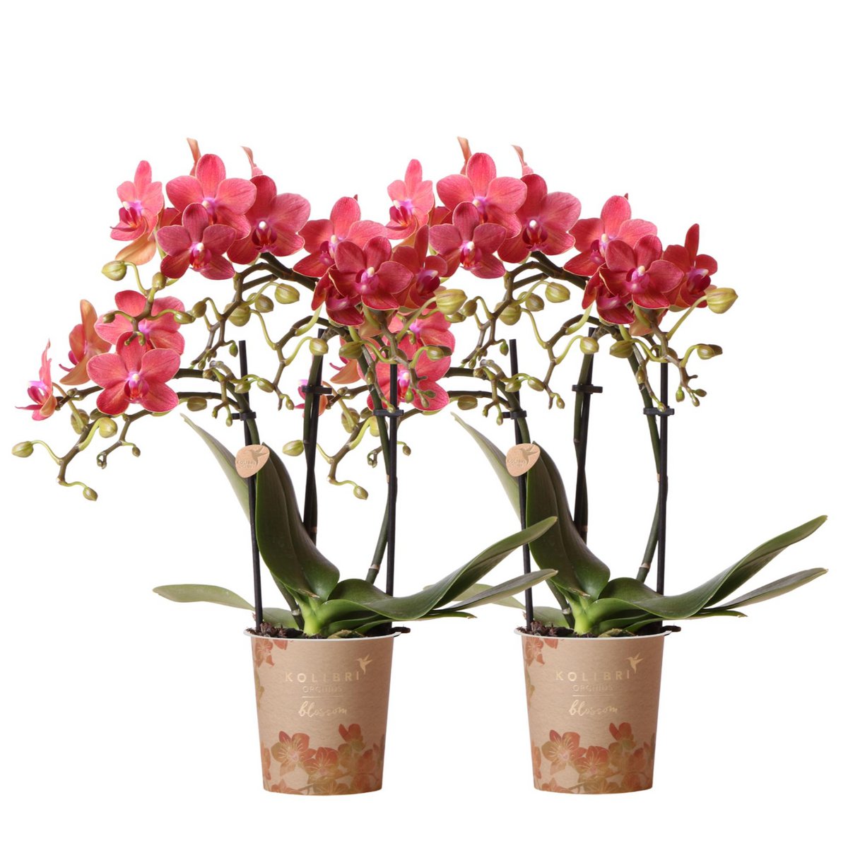 Deal von 2 roten Phalaenopsis -Orchideen - Kongo - Potmate Ø9cm -Firming -Raumpflanze - frisch vom Züchter
