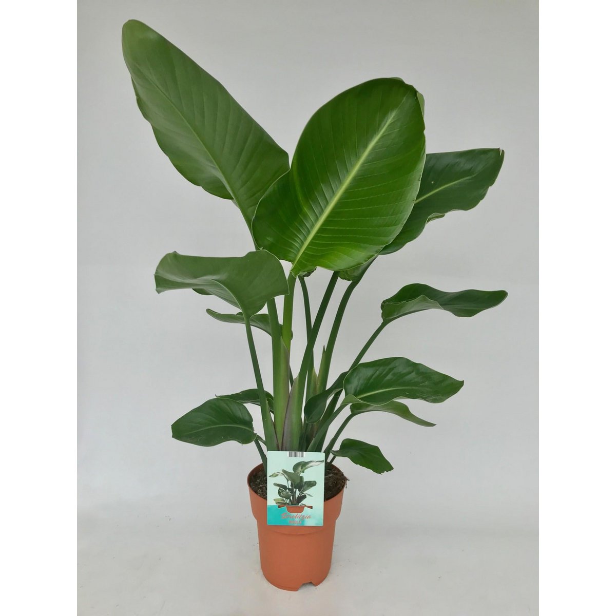 Strelitzia Nicolai | White Bird of Paradise