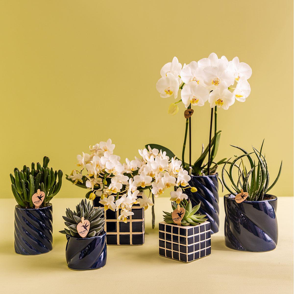 Übertopf „Candy“ - Blau - Ø9cm