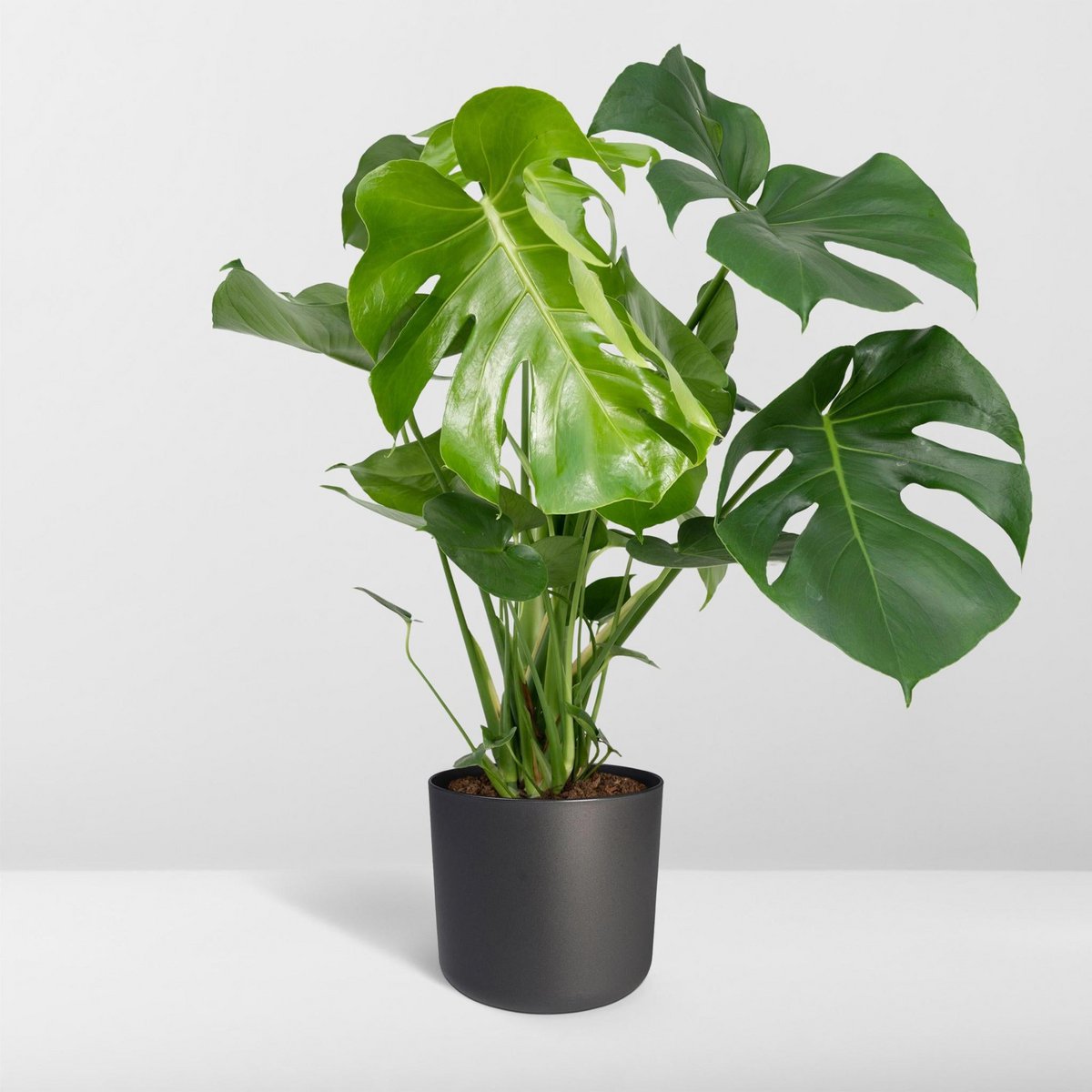Monstera Deliciosa - Lochpflanze - Ø21cm - ↕65cm
