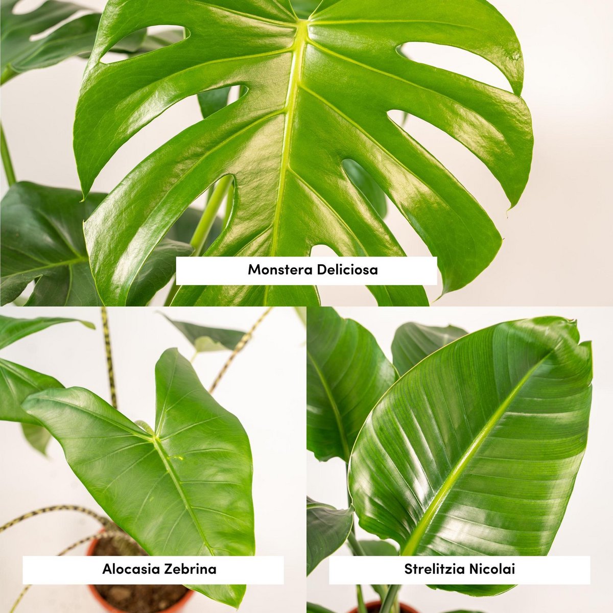 Monstera delyiciosa - ↨75cm - Ø21cm + Alcasia Zebrina - ↨75cm - Ø19cm + Strelitzia Nicolai - ↨85cm - Ø19cm
