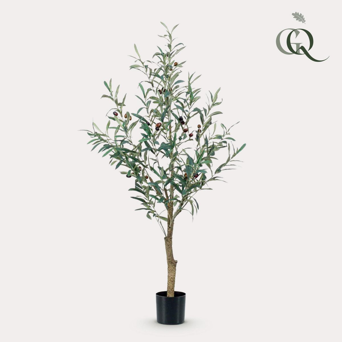 Art Olivenbaum - Olea Europaea - Olivenbaum - 115 cm