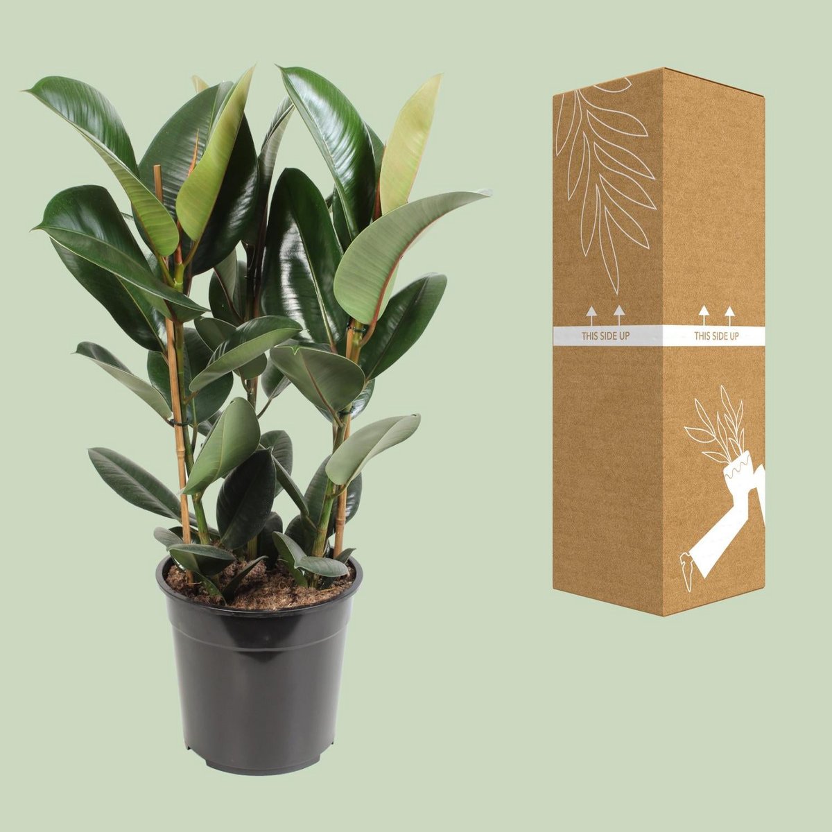 Ficus Elastic Robust - Ø27cm - ↕85 cm