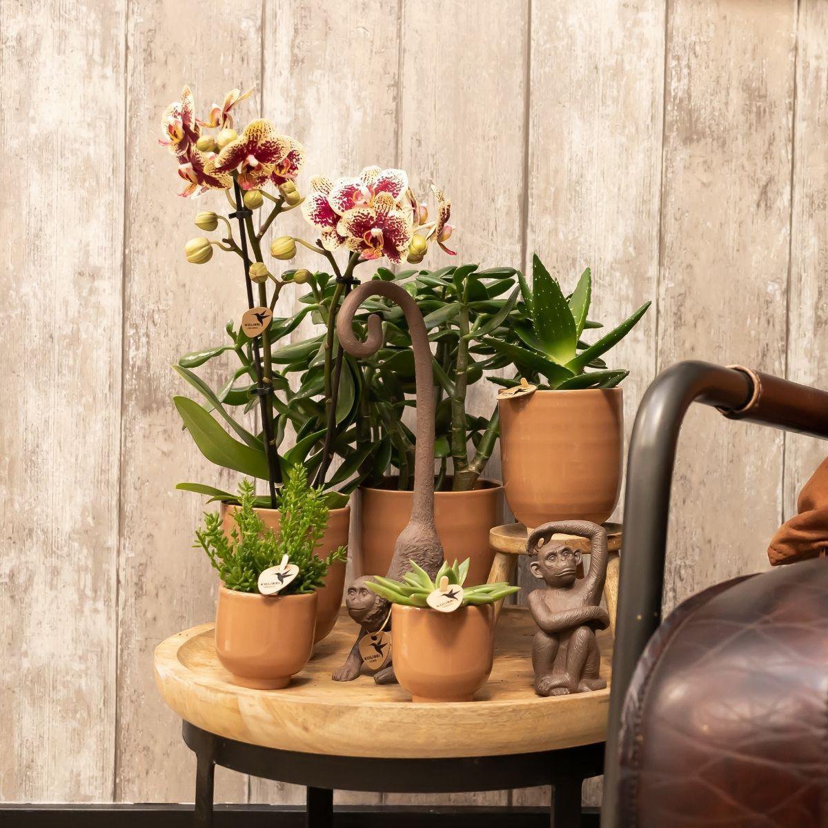 DEAL - KOMBI-ANGEBOT mit 4 gelb-roten Phalaenopsis-Orchideen - Spanien - Topfgröße Ø9cm | blühende Zimmerpflanze – frisch vom Züchter