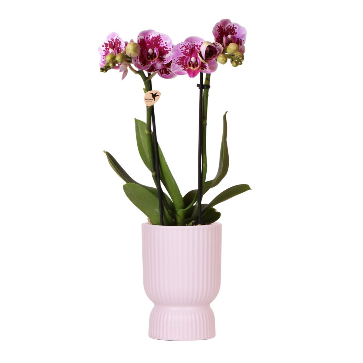 Orchideen | Rosa-lila Phalaenopsis-Orchidee - El Salvador + Diabolo-Rosa - Topfgröße Ø9cm | blühende Zimmerpflanze – frisch vom Gärtner
