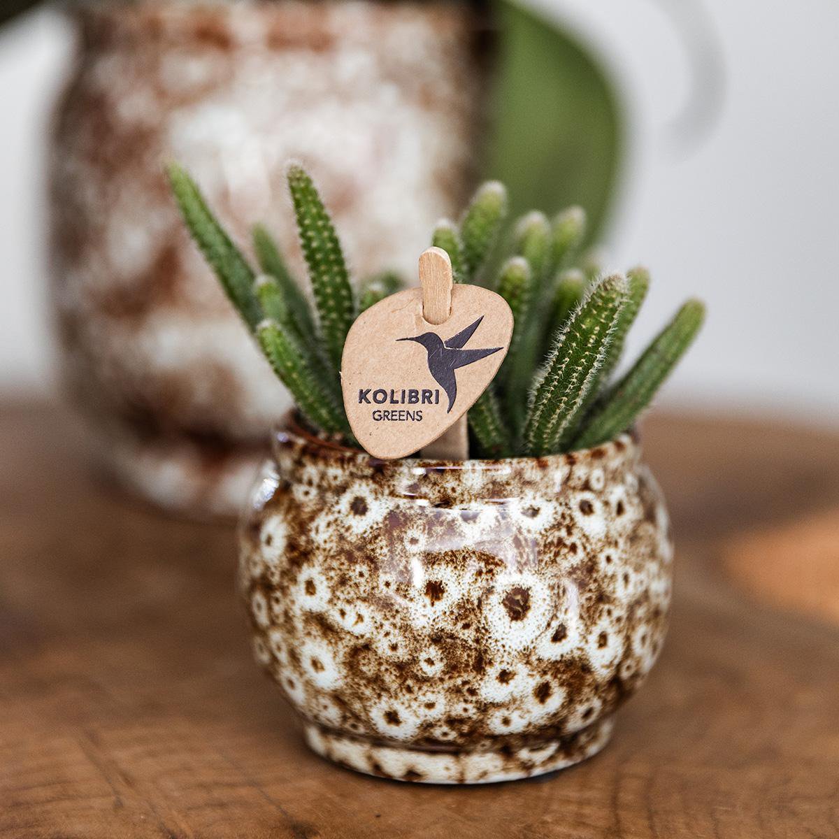 Übertopf Safari - 12 - Ø12cm