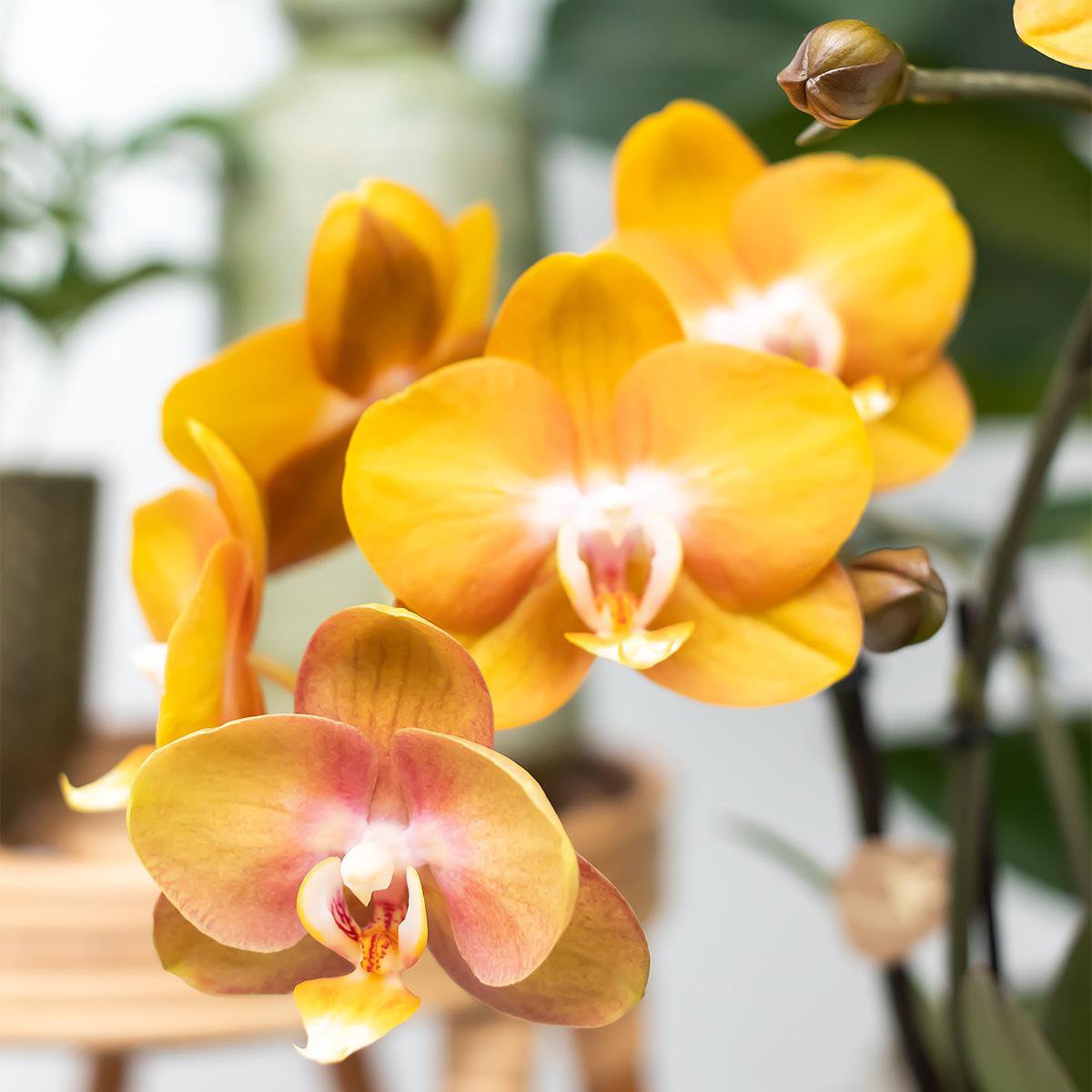Deal Orchideen – Überraschungsbox-Mix – Pflanzen-Rabattbox – Überraschungsbox mit 4 verschiedenen Orchideen 12 cm – frisch vom Züchter