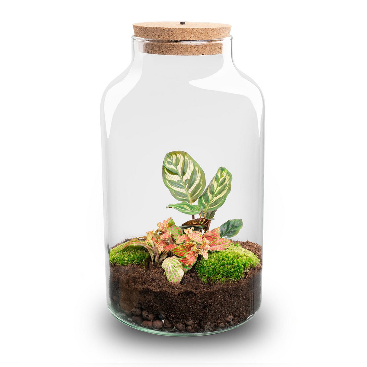 Terrarium-Bausatz – Milchige Calathea mit Licht – Flaschengarten – ↑ 31 cm