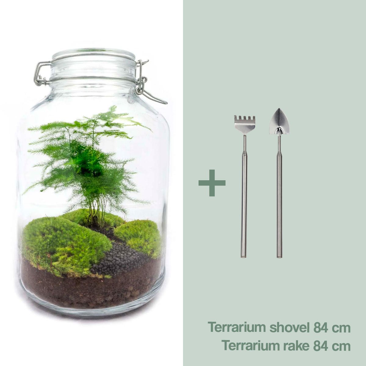 Glas-Terrarium-Set – Asperagus – Flaschengarten – ↑ 28 cm
