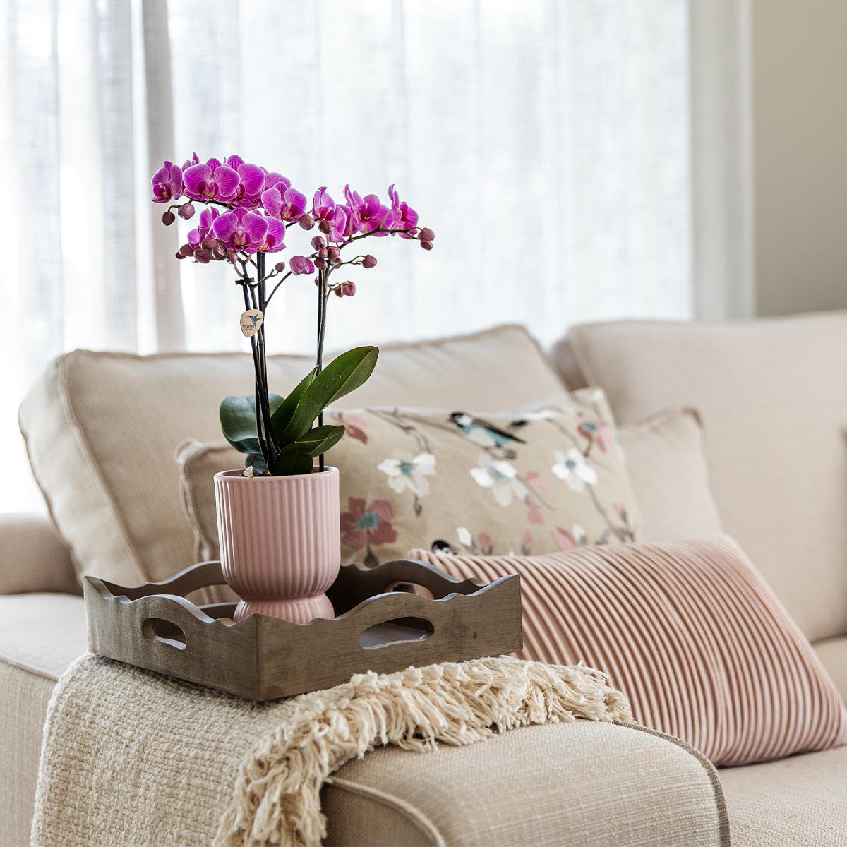 Orchideen | Rosa-lila Phalaenopsis-Orchidee - El Salvador + Diabolo-Rosa - Topfgröße Ø9cm | blühende Zimmerpflanze – frisch vom Gärtner