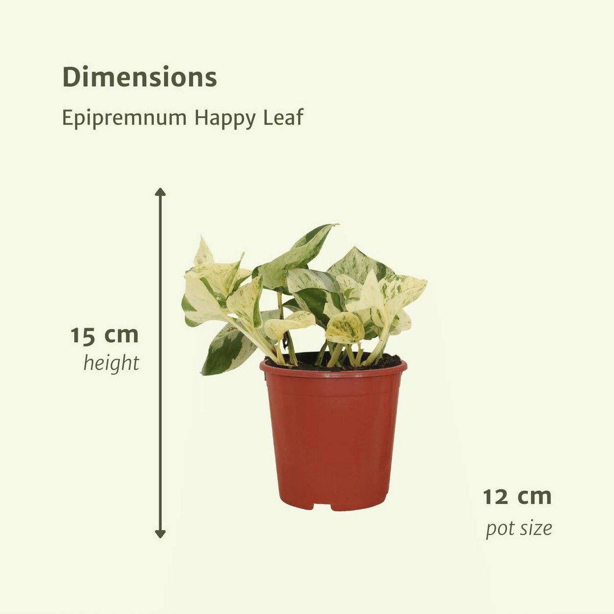 Epipremnum Happy Leaf - 4 Stück - ø12cm - ↕15cm