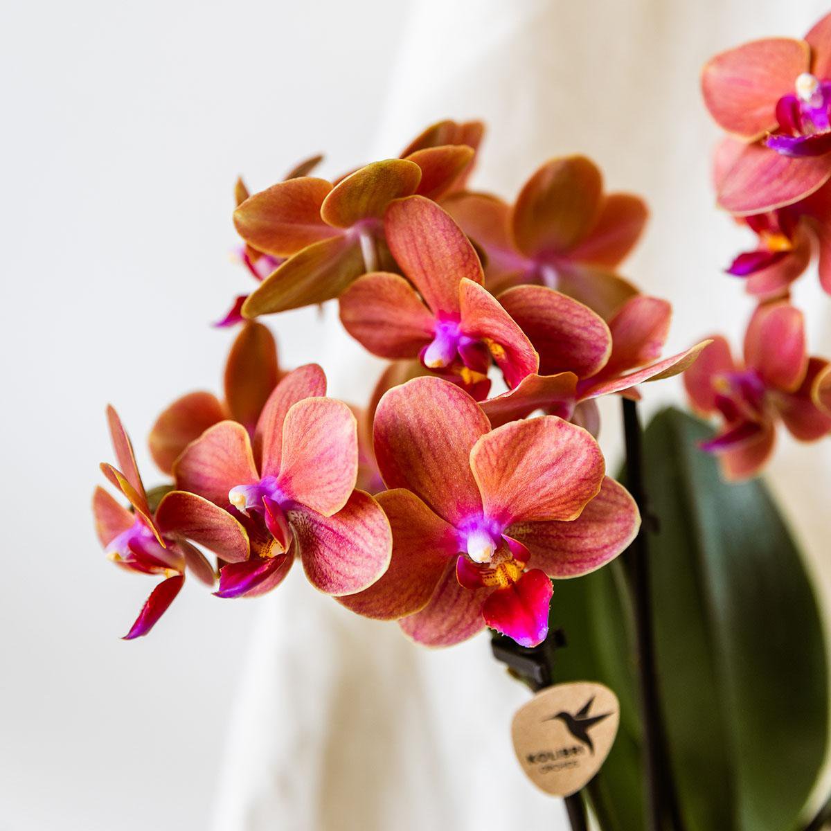 Orchideen | Orange Orchidee Bozen + Sternfisch Dekotopf - Topfgröße Ø9cm | blühende Zimmerpflanze – frisch vom Züchter