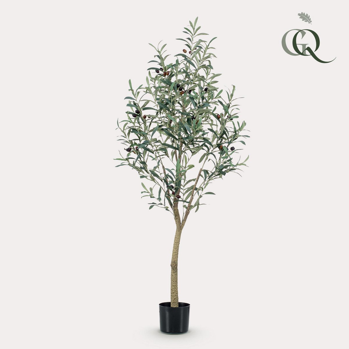 Art Olivenbaum - Olea Europaea - Olivenbaum - 140 cm