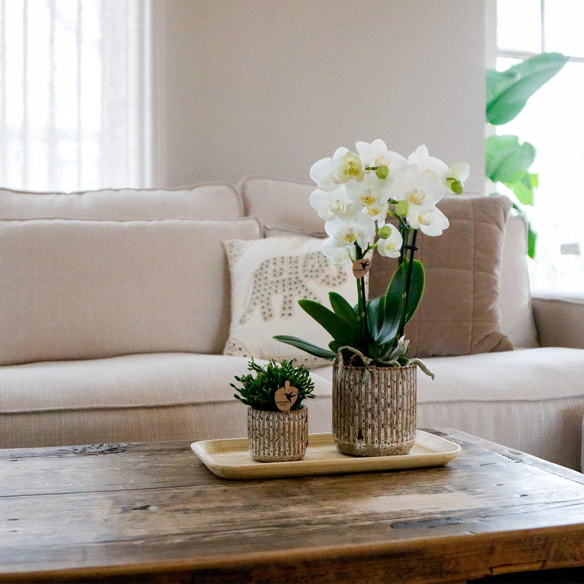 Pflanzenset Untamed Nature klein | Grünpflanzen mit Phalaenopsis-Orchidee in Jaguar-Ziertöpfen und Bambustablett
