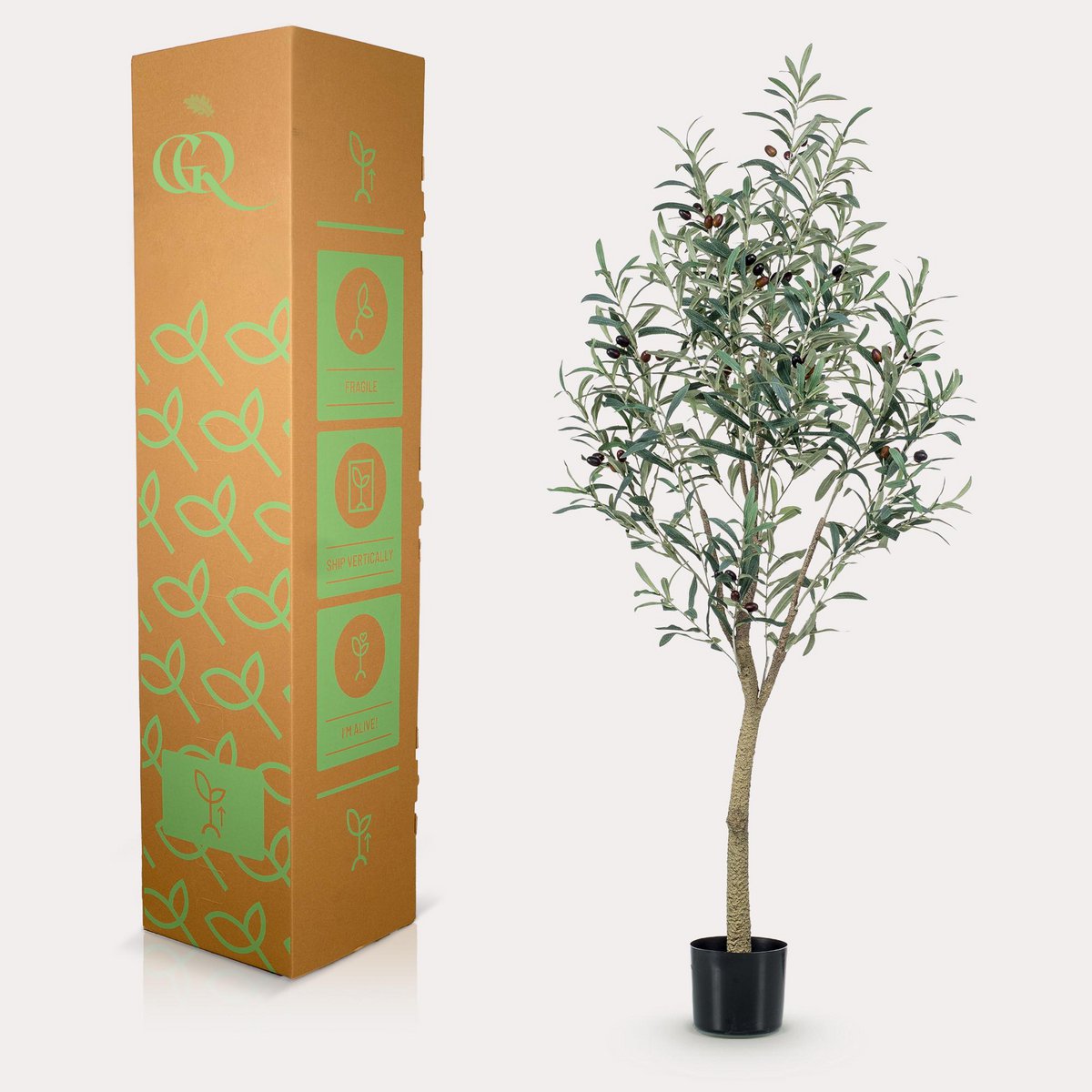Art Olivenbaum - Olea Europaea - Olivenbaum