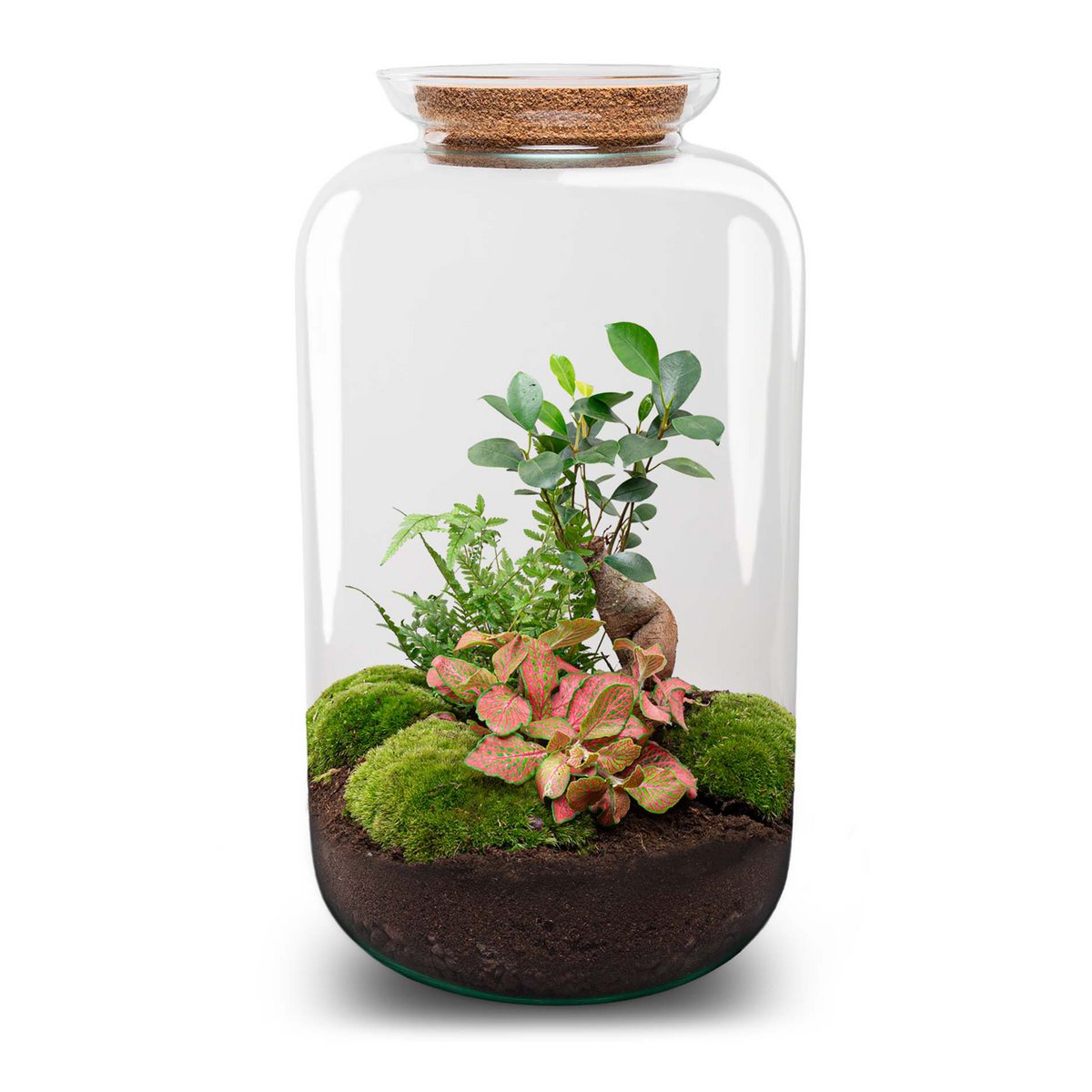 Terrarium-Bausatz – Sven Ginseng Bonsai – Flaschengarten – ↑ 43 cm –  Tannendiele BlumenGut Düsseldorf