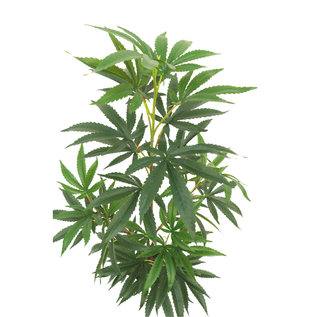 Aralie Kunstpflanze 100cm