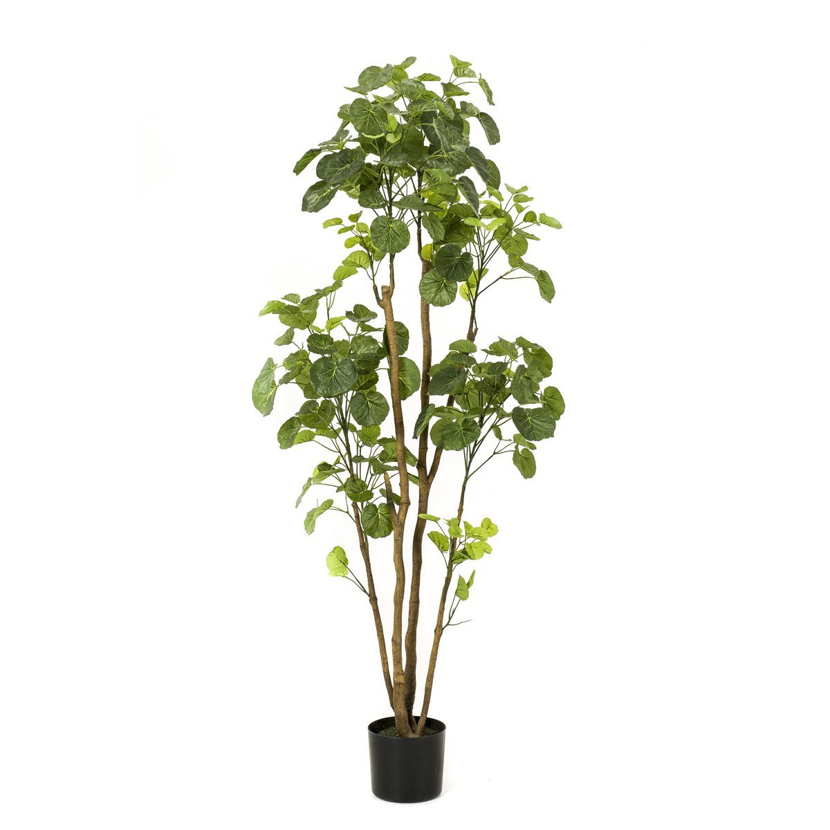 KUNSTPLANT - POLYSCIAS - ARALIA - 160 cm
