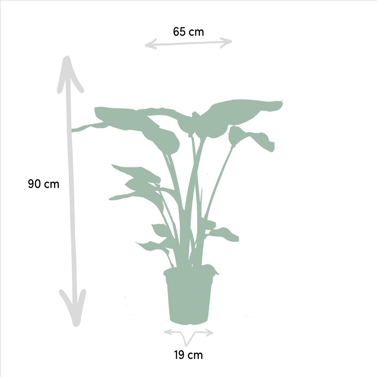 Monstera delyiciosa - ↨75cm - Ø21cm + Alcasia Zebrina - ↨75cm - Ø19cm + Strelitzia Nicolai - ↨85cm - Ø19cm