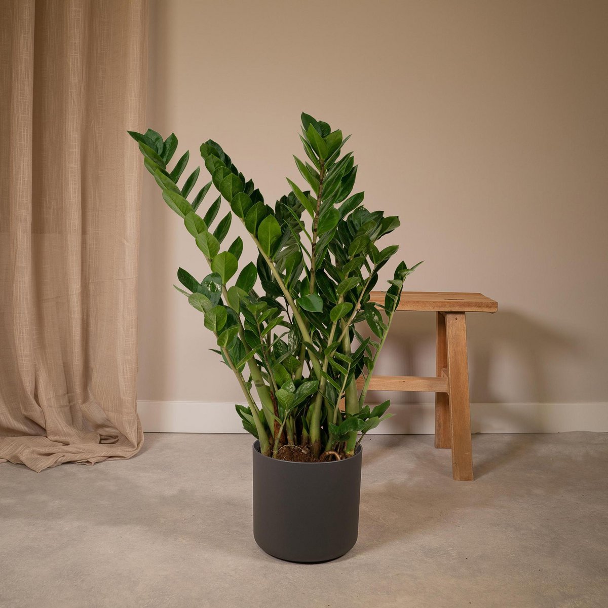 Zamioculcas Zamiifolia - Smaragdpalme - Ø21cm - ↕80cm