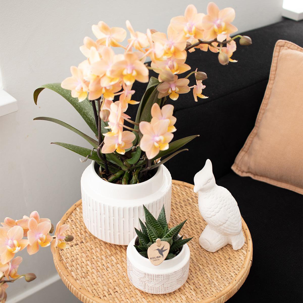 Orchideen – Überraschungsbox-Mix  – Überraschungsbox mit 4 verschiedenen Orchideen – frisch vom Züchter
