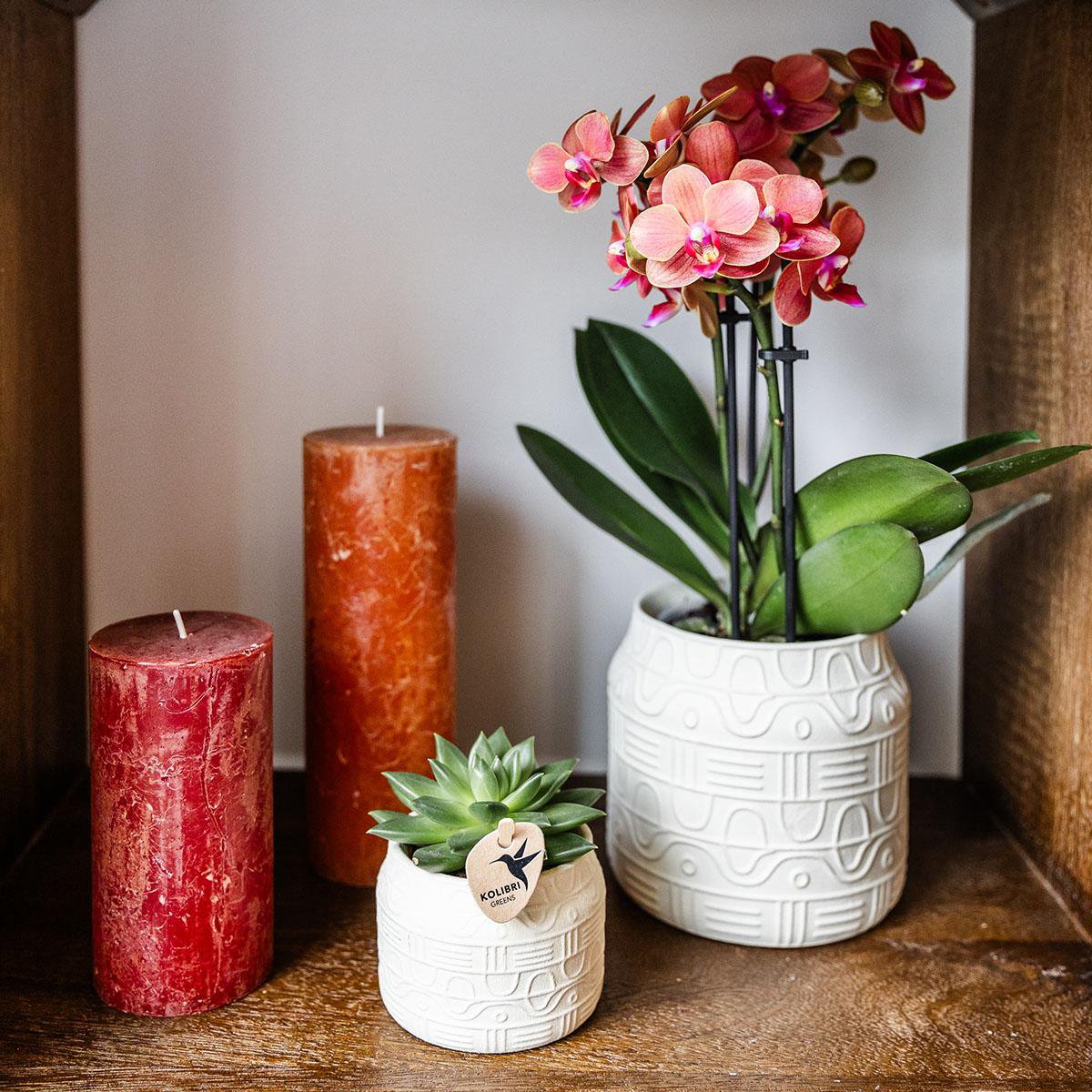 Orangefarbene Orchidee Bozen + Hieroglyphen-Dekotopf gebrochenes Weiß - Topfgröße Ø9cm | blühende Zimmerpflanze – frisch vom Züchter