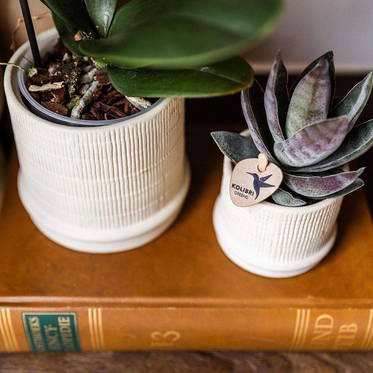 Übertopf Bali– gebrochenes Weiß – Ø6 cm