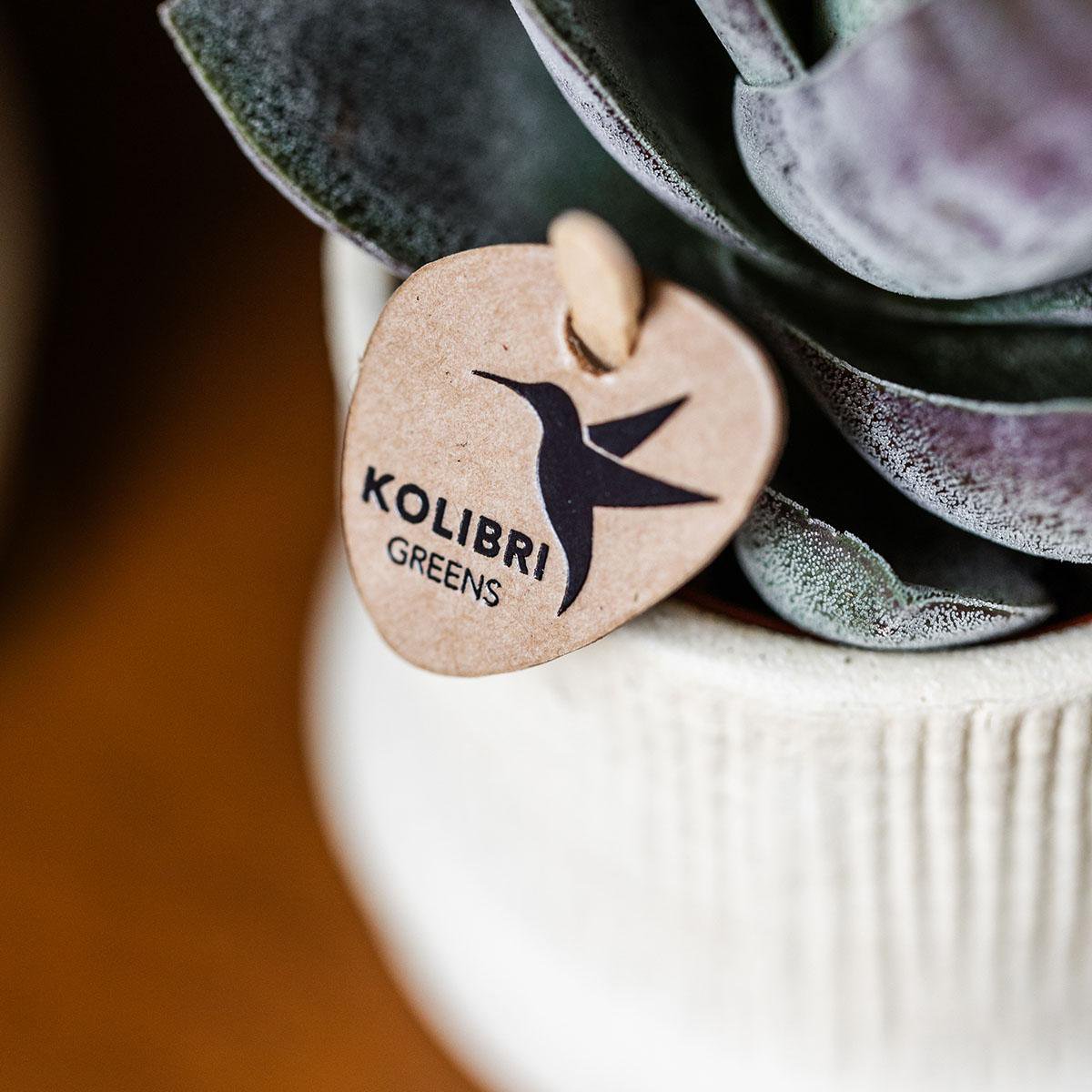 Übertopf Bali– gebrochenes Weiß – Ø6 cm