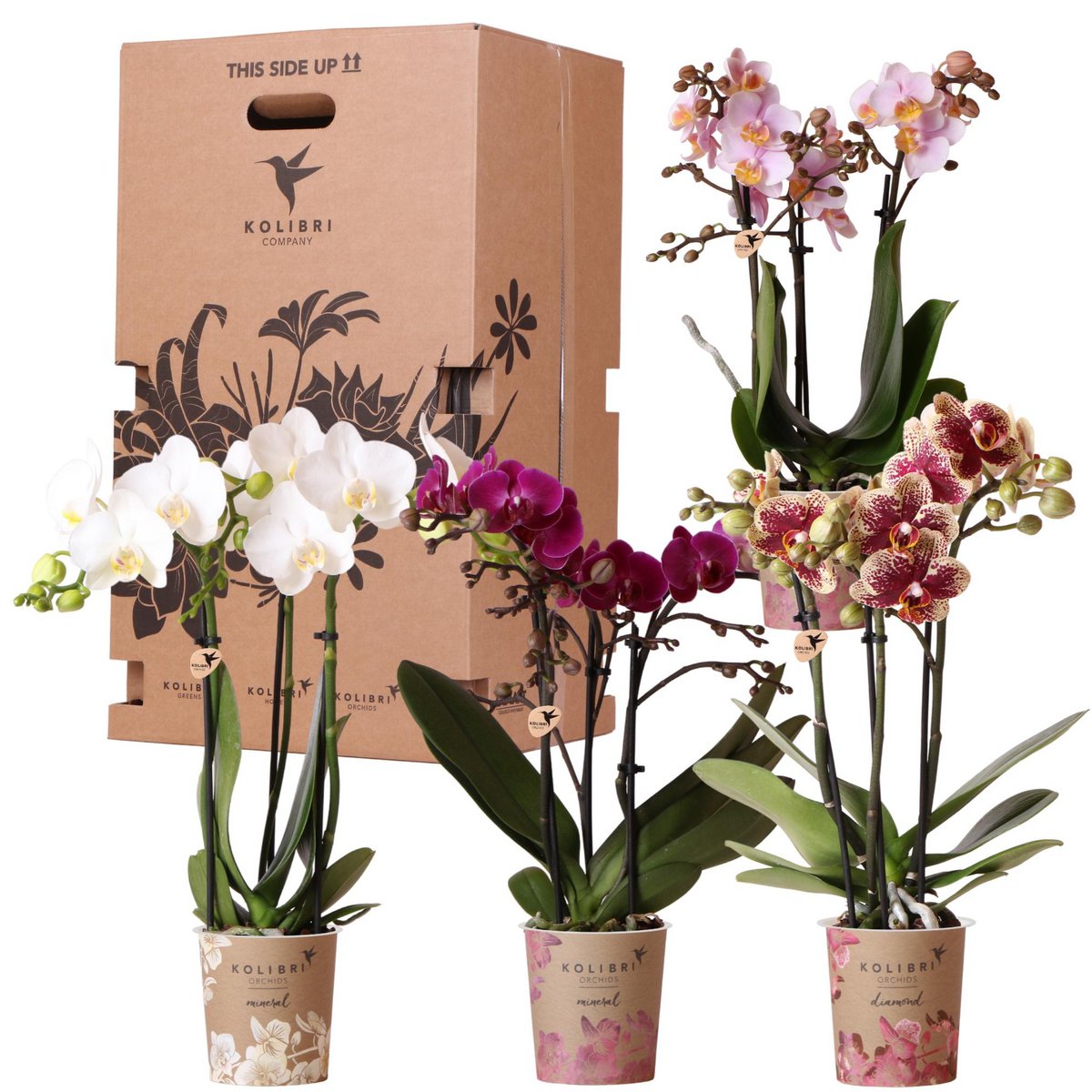 Orchideen – Überraschungsbox-Mix  – Überraschungsbox mit 4 verschiedenen Orchideen – frisch vom Züchter