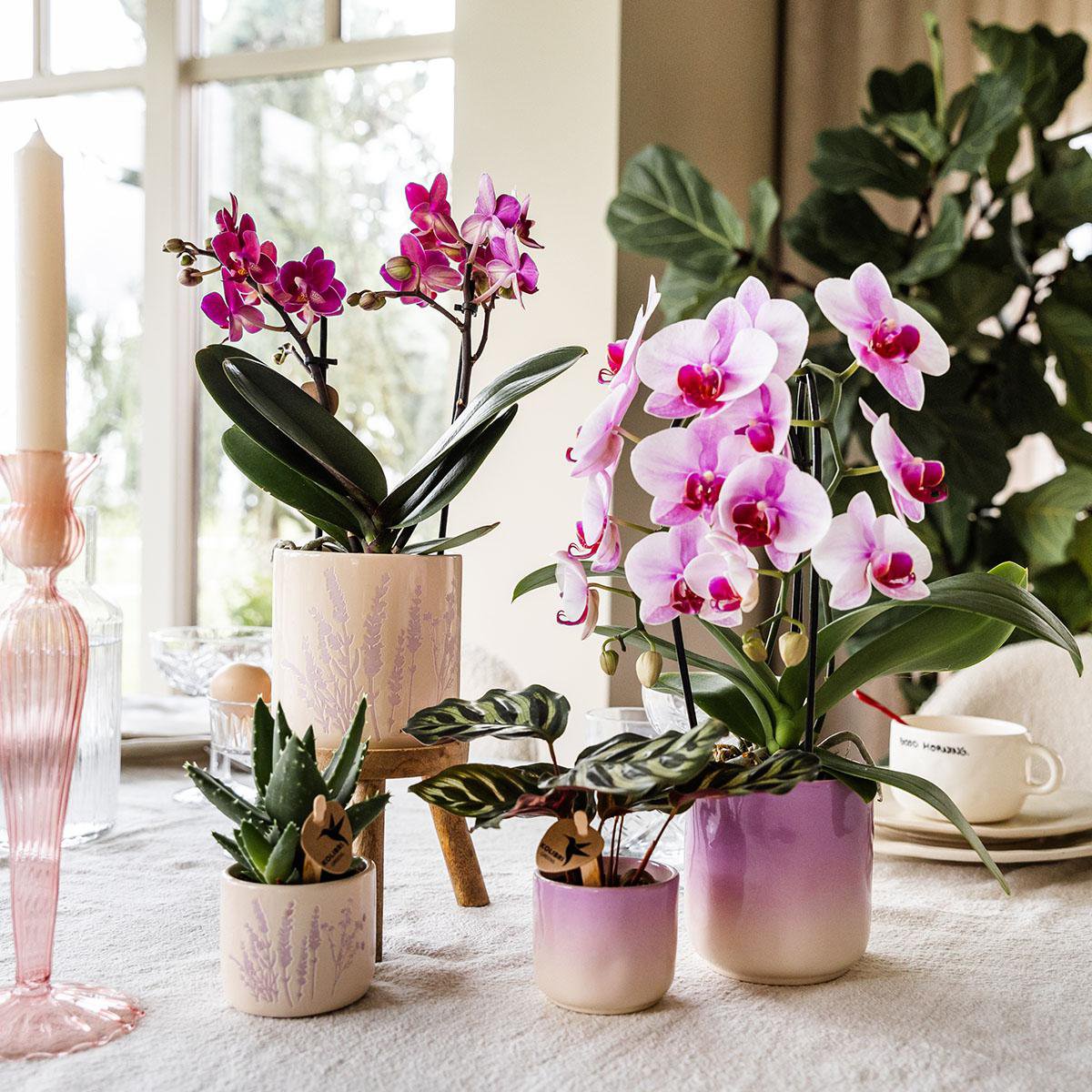 Kolibri-Startseite | Gradience Siertopf - Rosa - Ø6cm