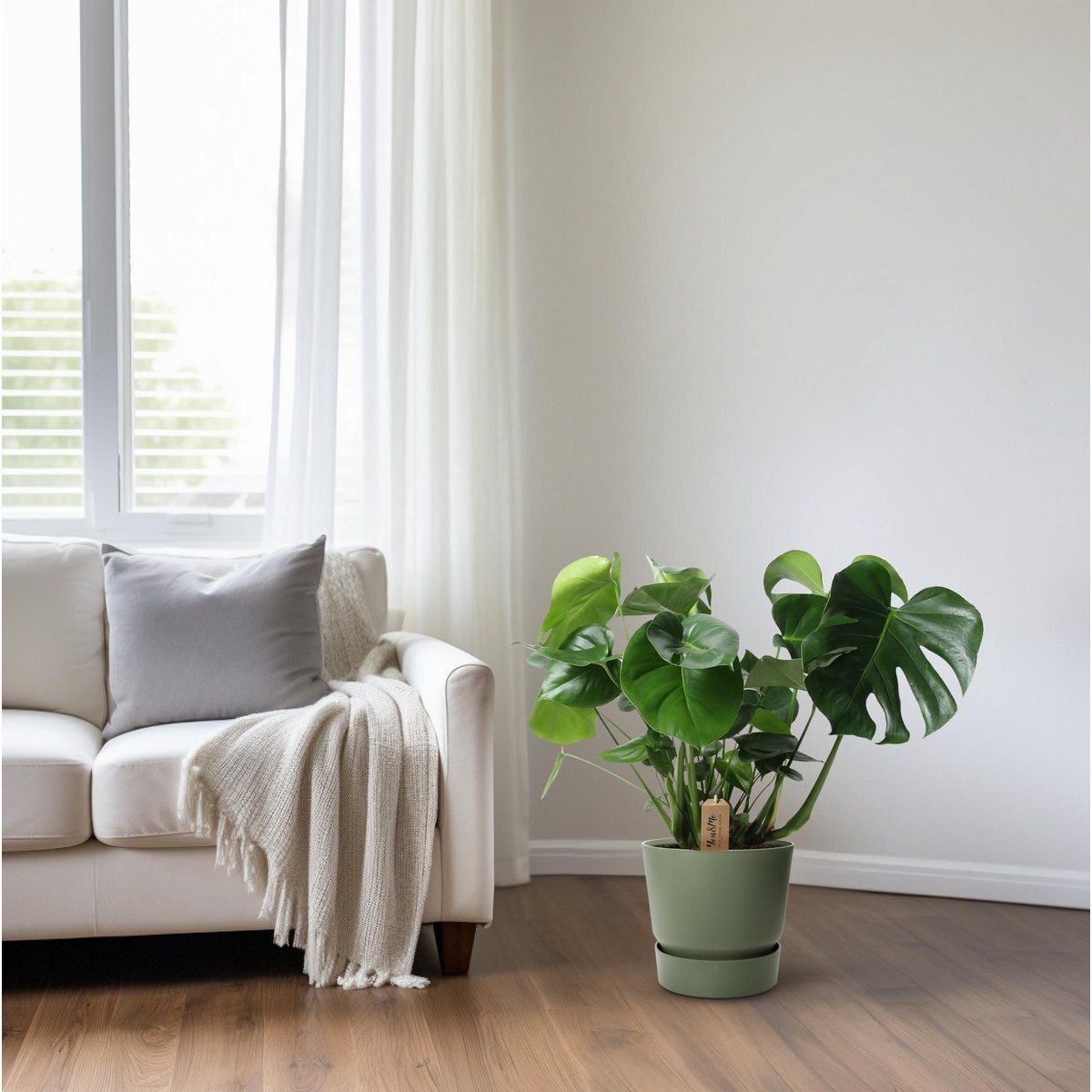 pflanztopf für monstera Monstera im Palmblattkorb – Pflanztopf Ø 21 cm