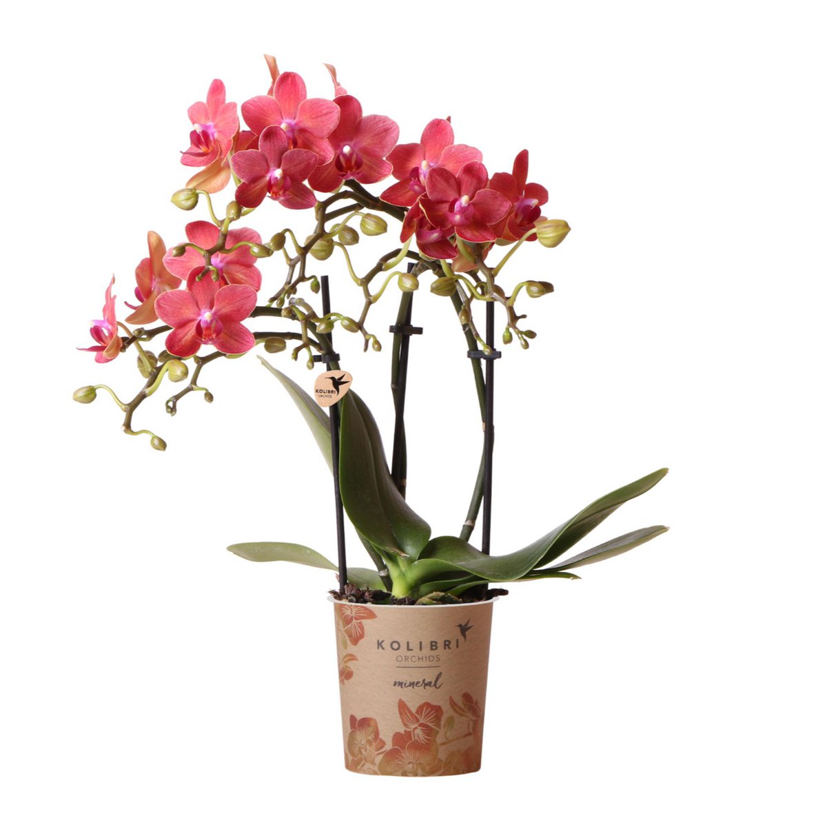 Orchideen | Red Phalaenopsis Orchidee - Kongo - Topfmaß Ø9cm | -Anlaboranlage - frisch vom Züchter aus