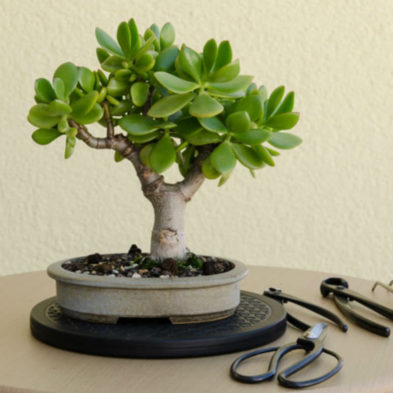 20 cm hochwertige glasierte Bonsai-Schale. Größe: L x 20 x 20 x 10 cm