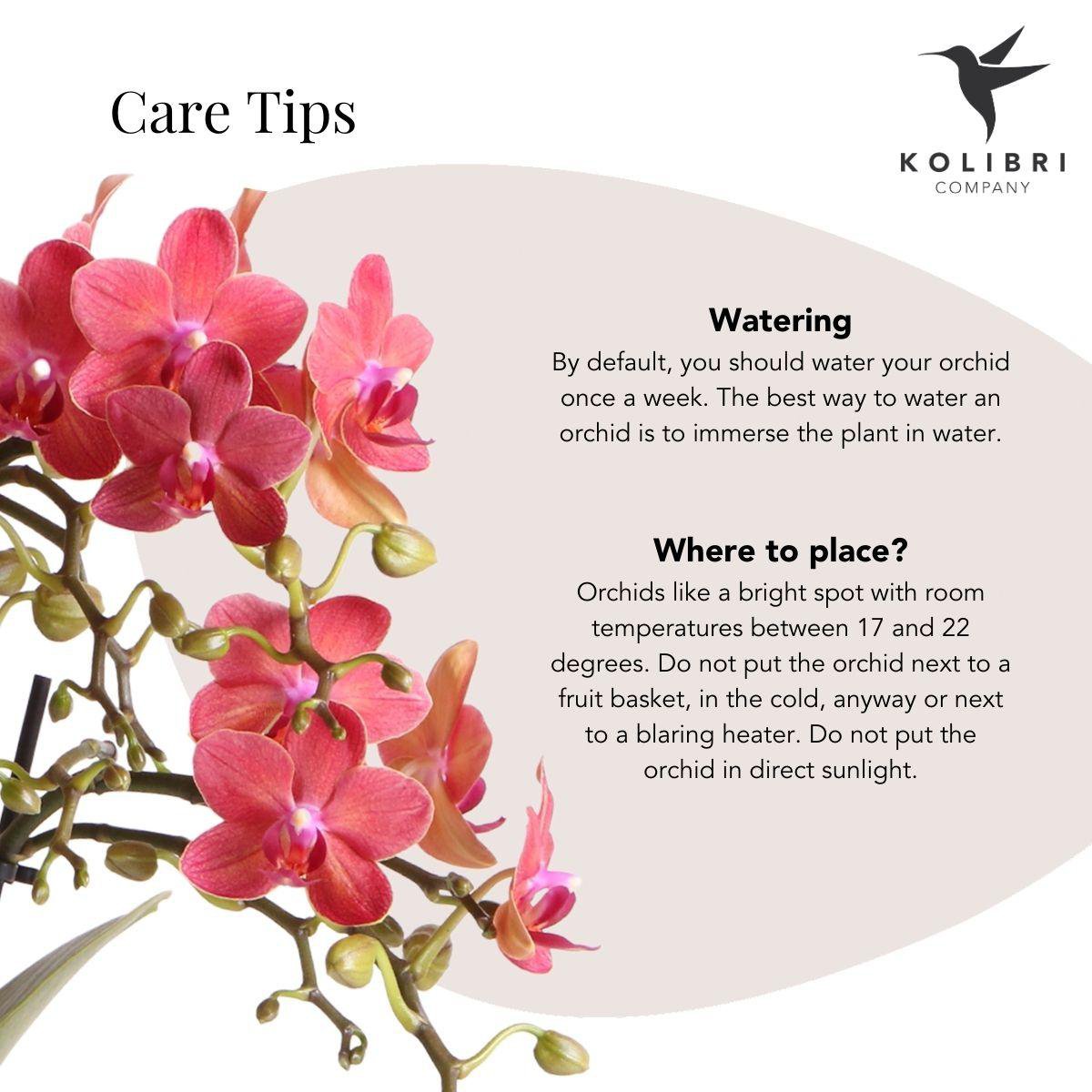 Rote Phalaenopsis Orchidee - Kongo + Elite -Topf Silber - Topfmaß Ø9cm | blühende Raumpflanze im Blumentopf - frisch vom Züchter aus