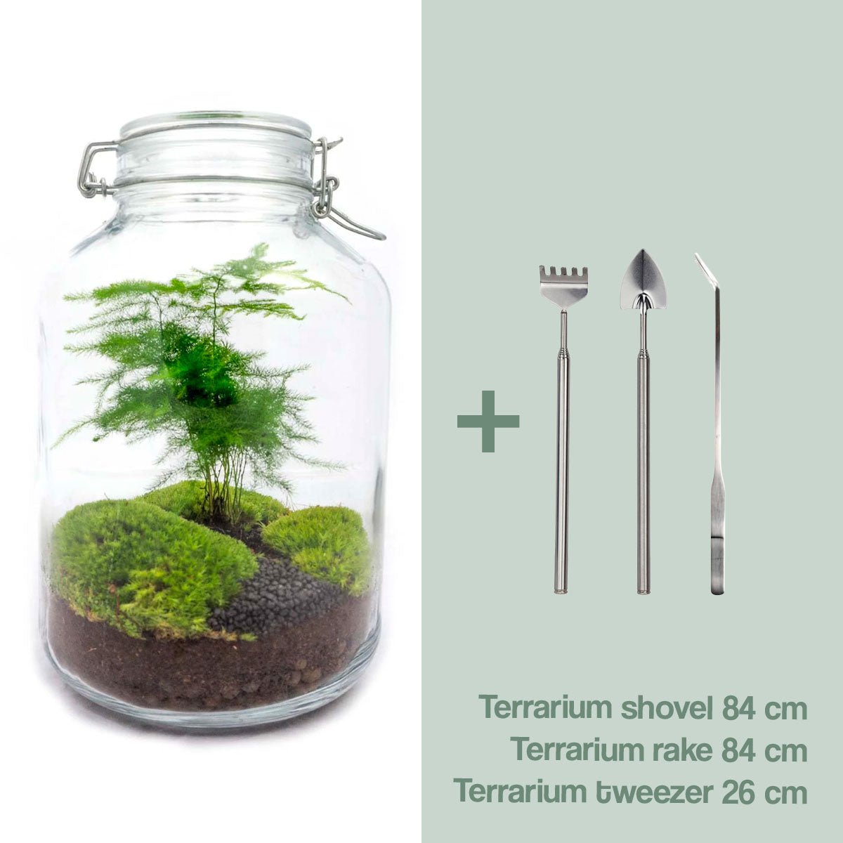 Glas-Terrarium-Set – Asperagus – Flaschengarten – ↑ 28 cm