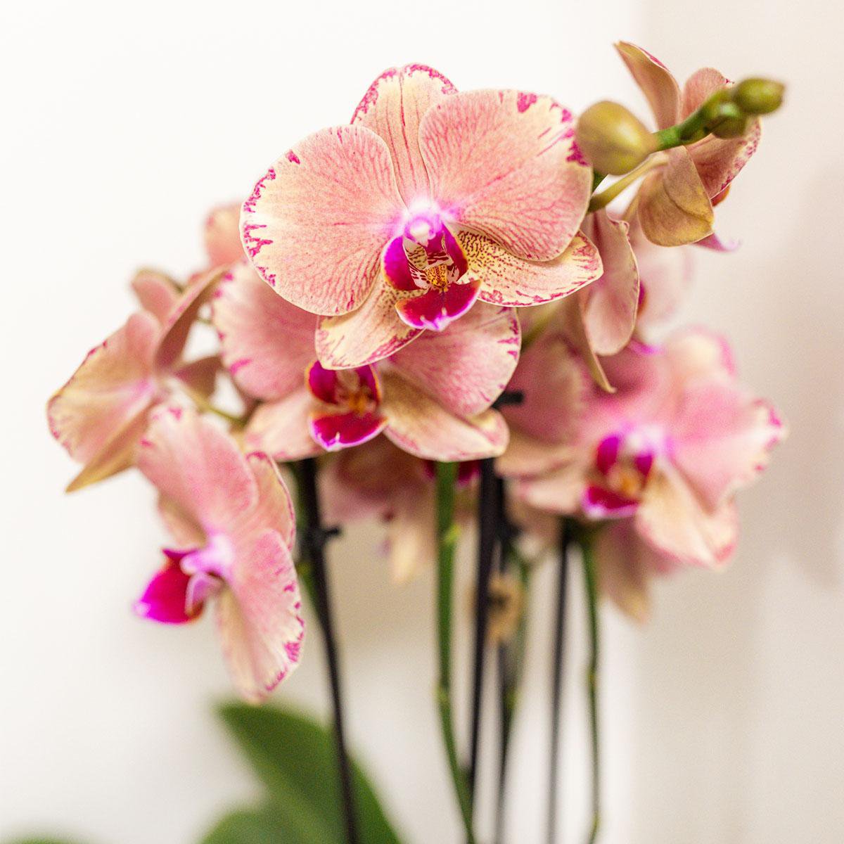 Deal Orchideen – Überraschungsbox-Mix – Pflanzen-Rabattbox – Überraschungsbox mit 4 verschiedenen Orchideen 12 cm – frisch vom Züchter