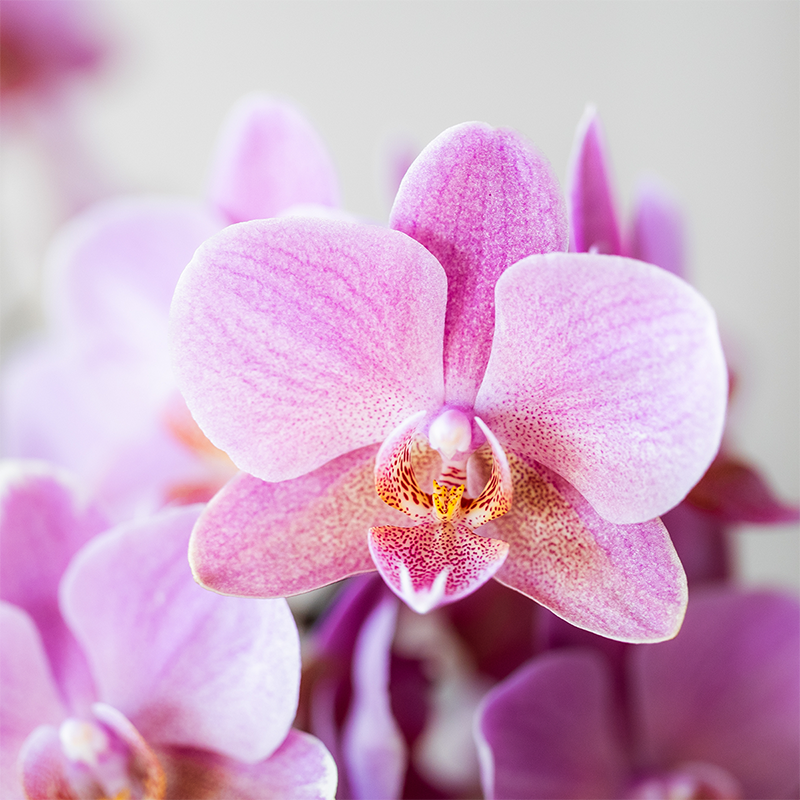 Colibr Orchideen | Combi -Deal von 2 Phalaenopsis Orchideen - Trevino - Potmate Ø9cm | -Anlaboranlage - frisch vom Züchter aus