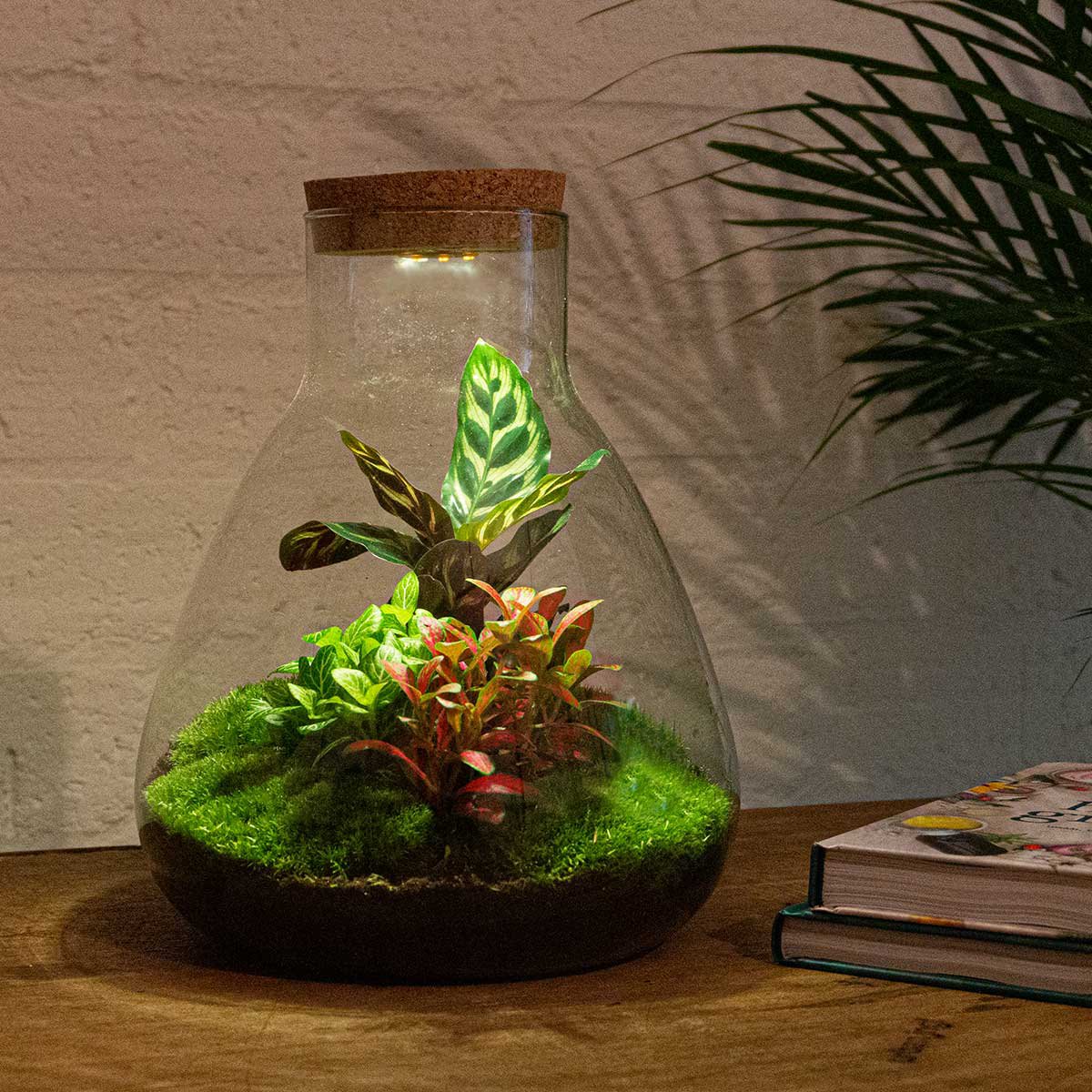 Terrarium-Bausatz – Sam Calathea mit Licht – Flaschengarten – ↑ 30 cm