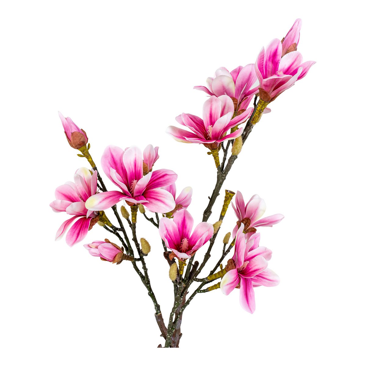 Magnolienbaum –