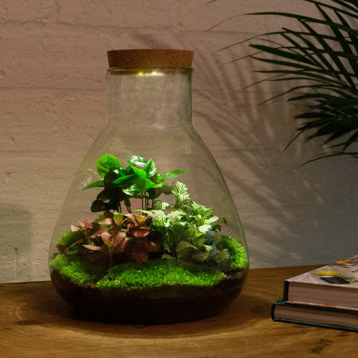 Terrarium-Bausatz – Sam Coffea mit Licht – Flaschengarten – ↑ 30 cm