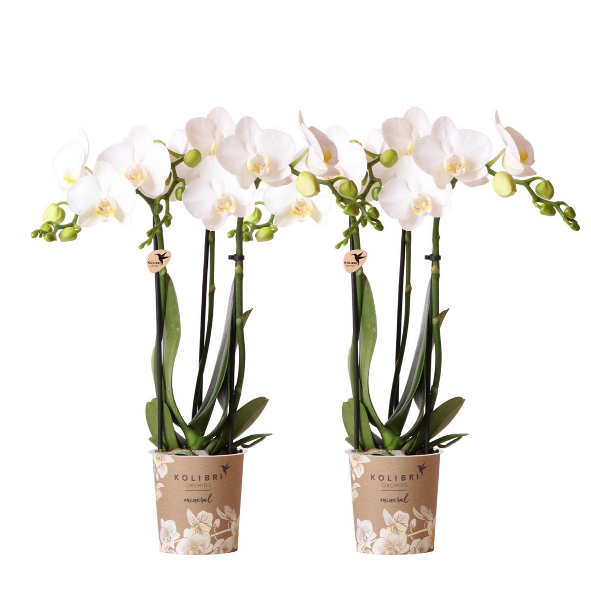 Deal von 2 weißen Phalaenopsis -Orchideen - Amabilis - Topfmaß Ø9cm | -Anlaboranlage - frisch vom Züchter aus