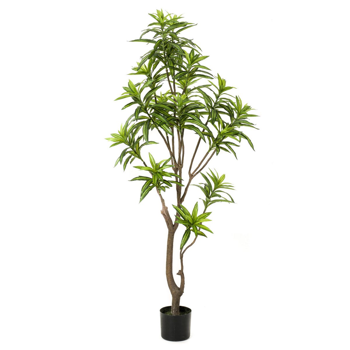 Künstliche Pflanze - Dracaena - Drachenbaum - 155 cm