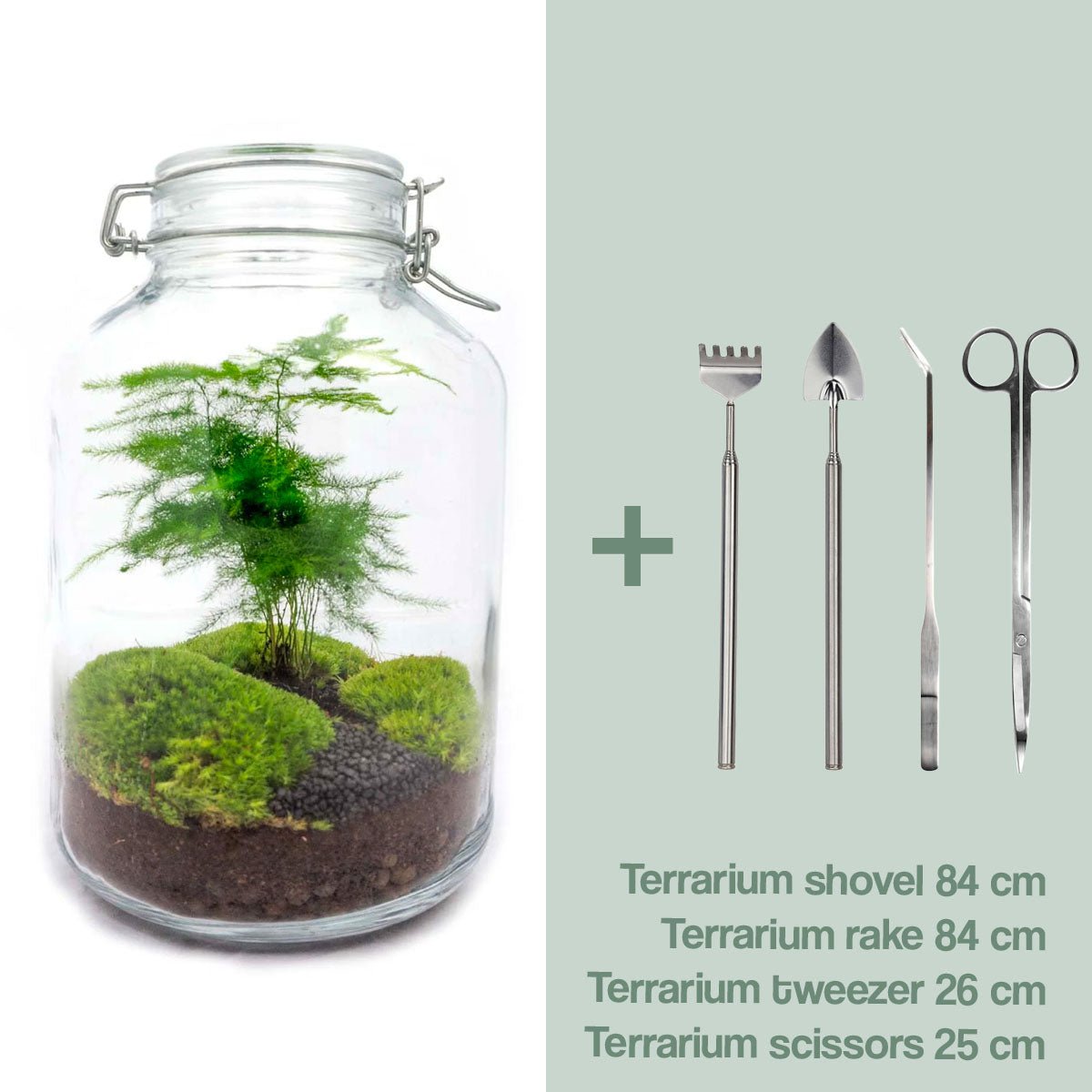 Glas-Terrarium-Set – Asperagus – Flaschengarten – ↑ 28 cm