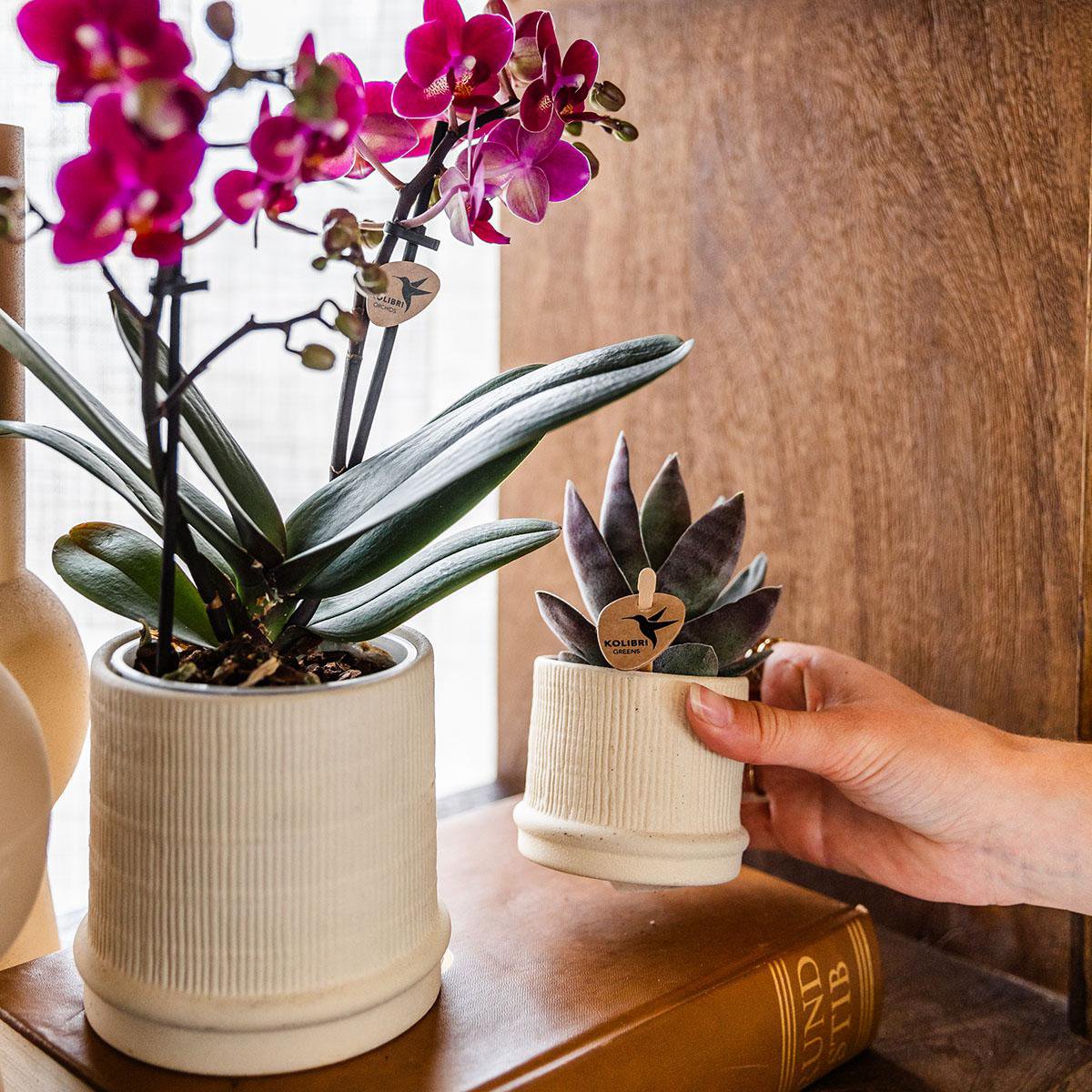 Übertopf Bali– gebrochenes Weiß – Ø6 cm