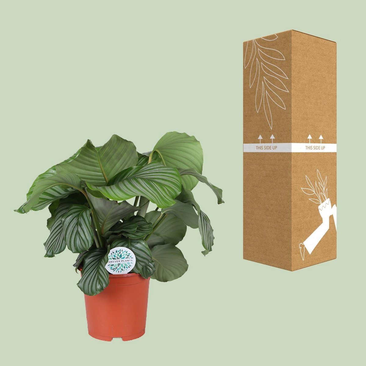 Calathea orbifolia - Ø21cm - ↕70 cm