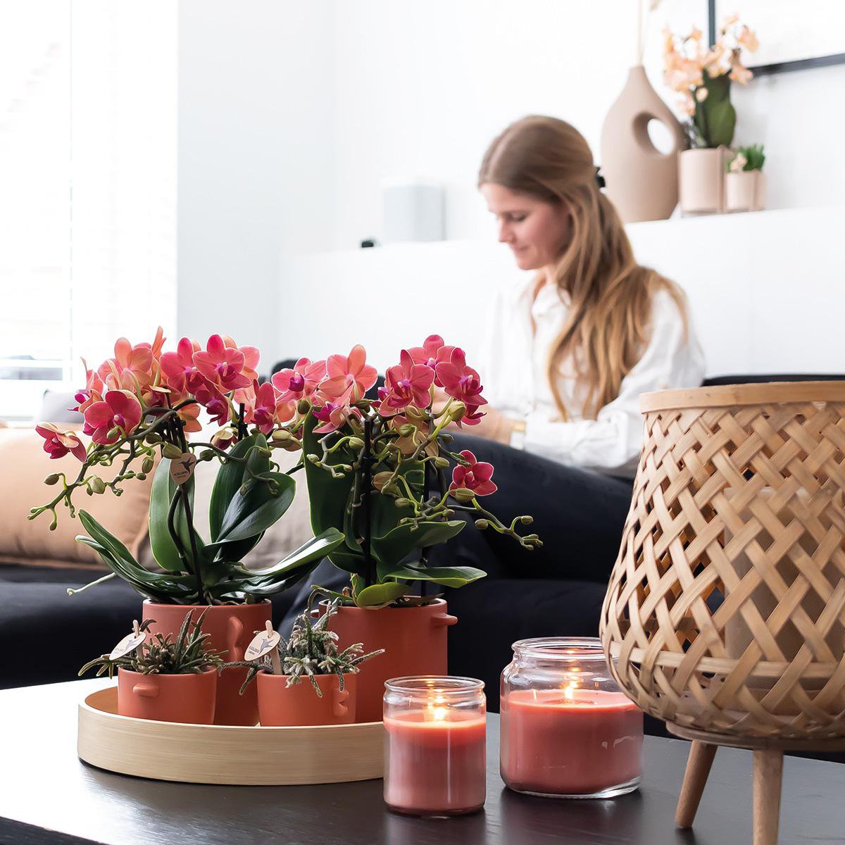 Deal von 2 roten Phalaenopsis -Orchideen - Kongo - Potmate Ø9cm -Firming -Raumpflanze - frisch vom Züchter