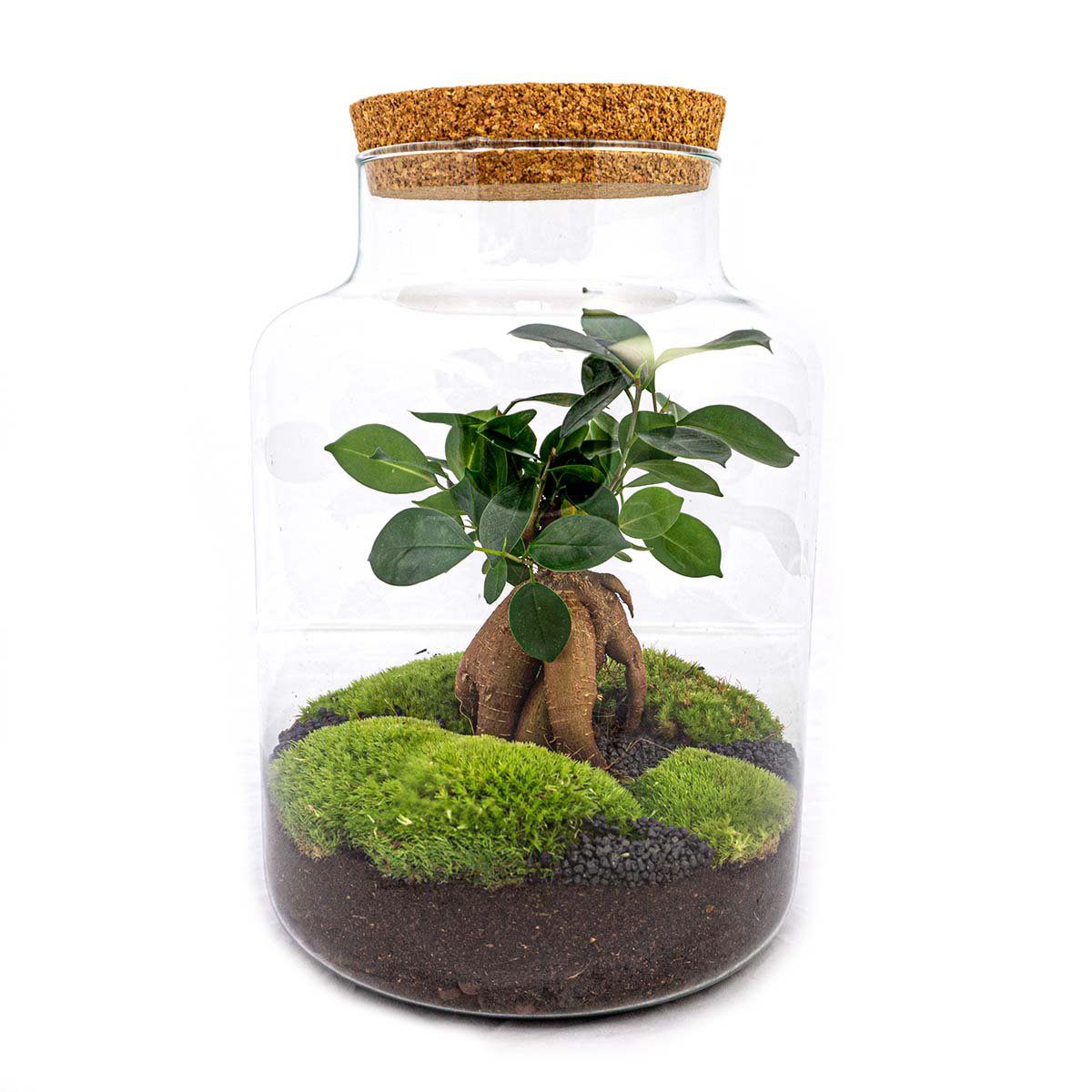 Terrarium DIY Kit - Milky mit Bonsai - Flaschengarten - ↑ 30 cm