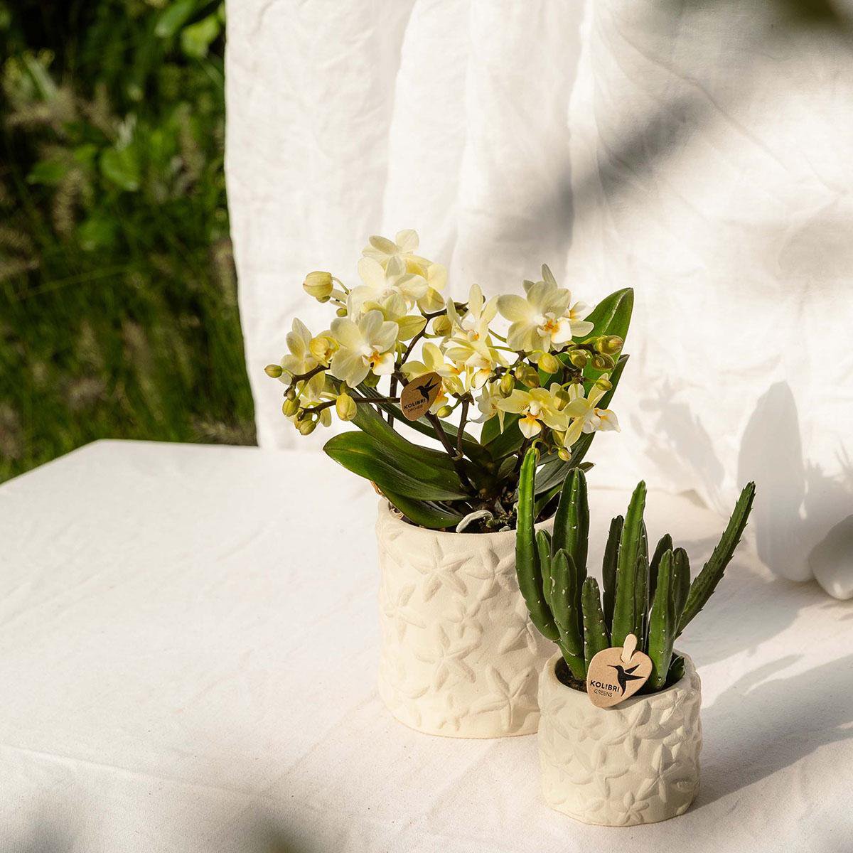 Seestern-Übertopf – gebrochenes Weiß – Ø6 cm