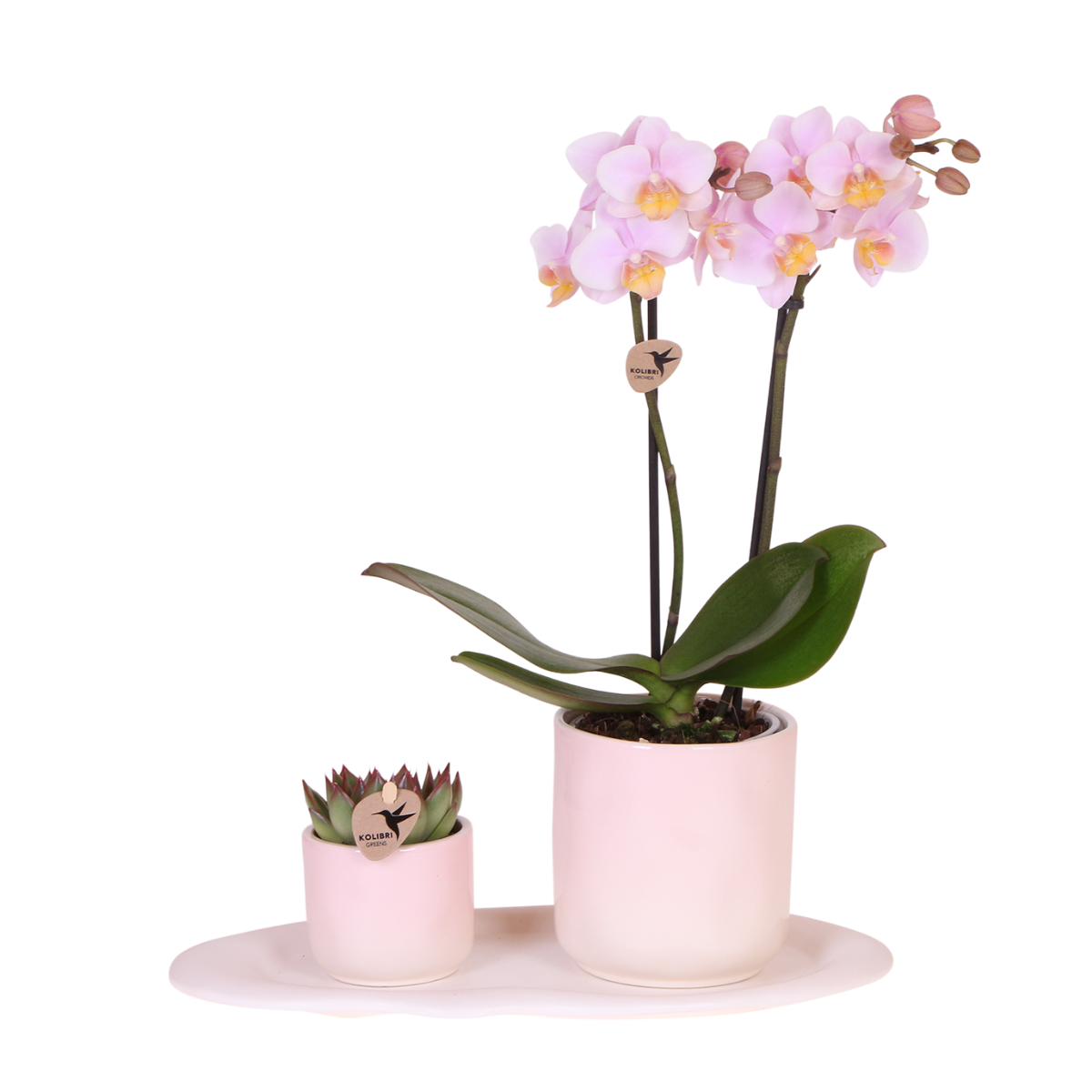 Pflanze Set Valentine 'Gradience Pink' | Pink Phalaenopsis Orchid Andorra und Sukkulente inkl