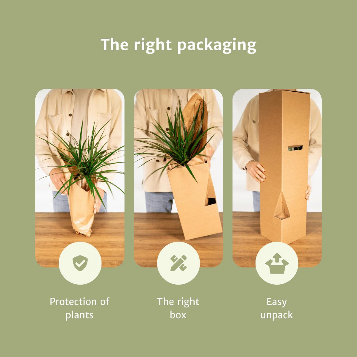 Easy Plantbox – 4 pflegeleichte Zimmerpflanzen | verschiedene Höhen